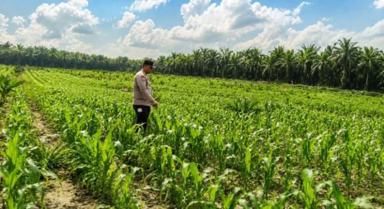 Bersama Petani Merawat Tanaman Jagung, Menjaga Harapan hingga Masa Panen