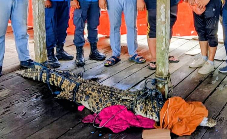 Warga dan Personil Polsek Gaung Jinakkan Buaya yang Masuk ke Perumahan Hingga Dinihari