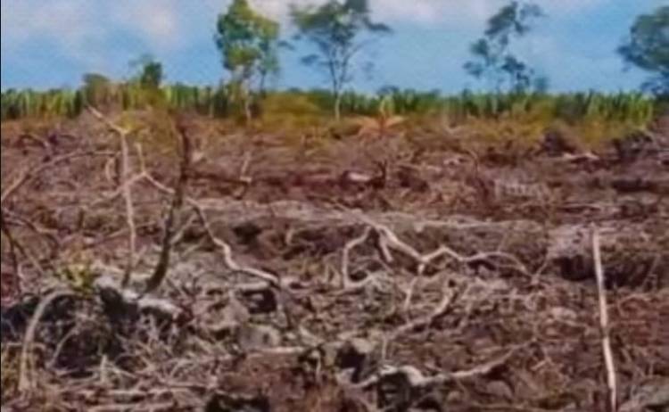 Polda Riau Selidiki Penggundulan Hutan Mangrove di Palika Rohil