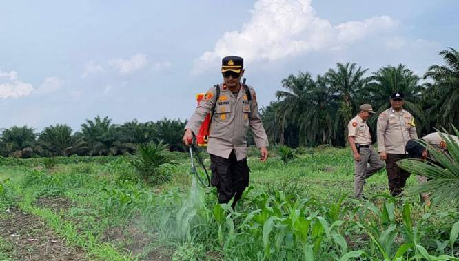Menjaga Ketahanan Pangan, Kapolsek Kandis Dampingi Petani untuk Penyemprotan Gulma