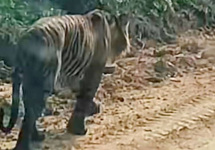 Anak Perempuan 12 Tahun di Pelalawan Tewas Diterkam Harimau, Leher Luka Parah