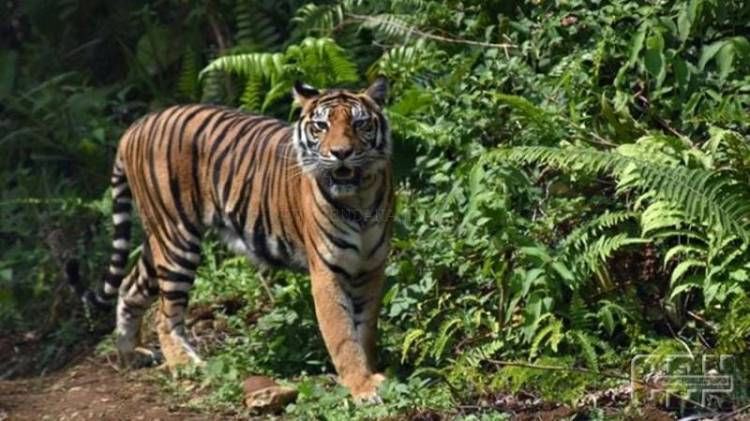 Harimau Berkeliaran di Pulau Burung Inhil, Sekolah Tatap Muka Terpaksa Dihentikan Sementara