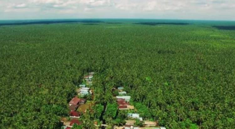 Harga Kelapa Inhil Anjlok Hingga Rp1.800/Kilogram, Pemprov Diminta Segera Ambil Langkah