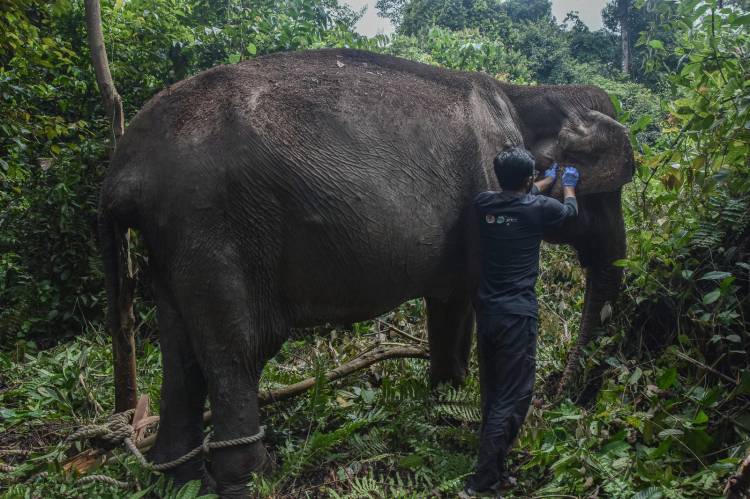 Nenek Gajah 60 Tahun Ini Pilih Hidup Menyendiri di Tengah Rimba Ukui