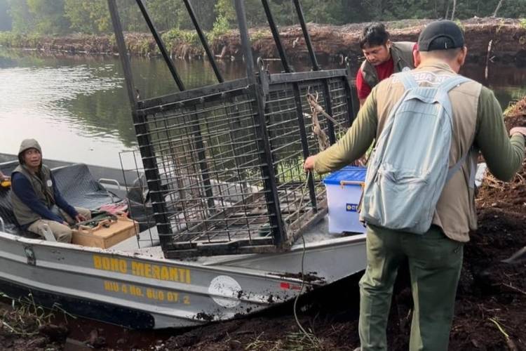 Dua Nyawa Melayang Akibat Serangan Harimau di Pelalawan