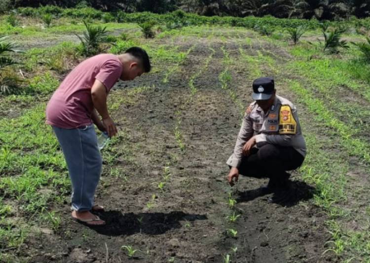 Bhabinkamtibmas Hadir dalam Pemeliharaan Jagung Pipil di Kandis, Mulai Penyiraman, Pemupukan dan Pengendalian Hama