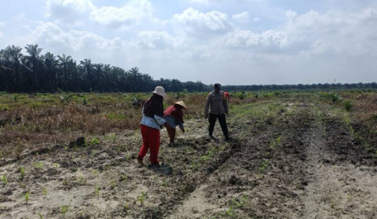 Dampingi Petani, Polsek Kandis Intensif Melakukan Pemeliharaan Tanaman Jagung