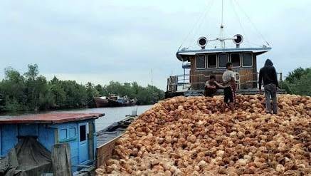 Harga Kelapa di Inhil Anjlok Akibat Permintaan Lesu, Produksi Melimpah,