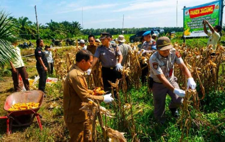 Hari Kedua, Polsek Kandis Sukseskan Panen Jagung di Kampung Sam-Sam