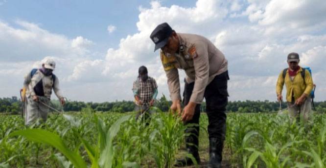 Polsek Kandis Tinjau Lahan Jagung untuk Menjaga Ketahanan Pangan Nasional