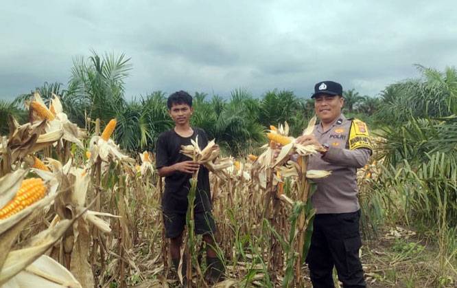 Polsek Kandis Perkuat Budaya Gotong royong Bersama Petani, Wujudkan Hasil Ketahanan Pangan yang Melimpah