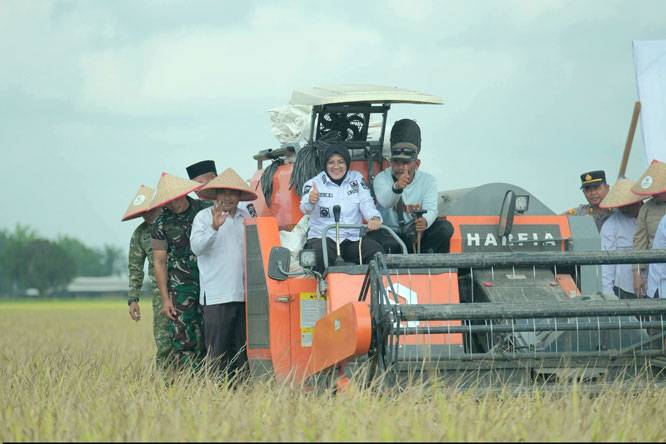 BAZNAS Bersama Pemkab Siak Panen Raya Padi di Bungaraya