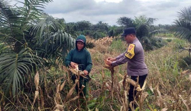 Bhabinkamtibmas Polsek Kandis Kawal Pertumbuhan Tanaman Jagung Tumpang Sari, Wujud Nyata Dukung Ketahanan Pangan
