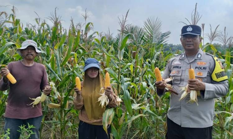 Sinergi Polri dan Petani Berbuah Manis, Polsek Kandis Panen Raya Jagung 2 Ton