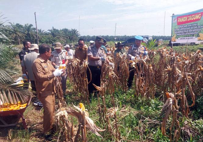 Polsek Kandis Panen Raya Jagung 3 Ton, Wujud Nyata Dukung Program Ketahanan Pangan Nasional