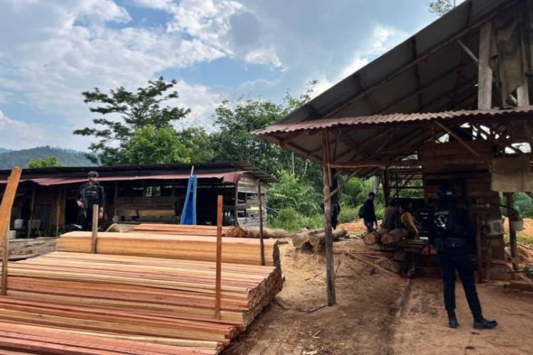 Ditreskrimsus Polda Riau Bongkar Sawmil Ilegal di Kampar, Ratusan Kayu dan Satu Tersangka Diamankan