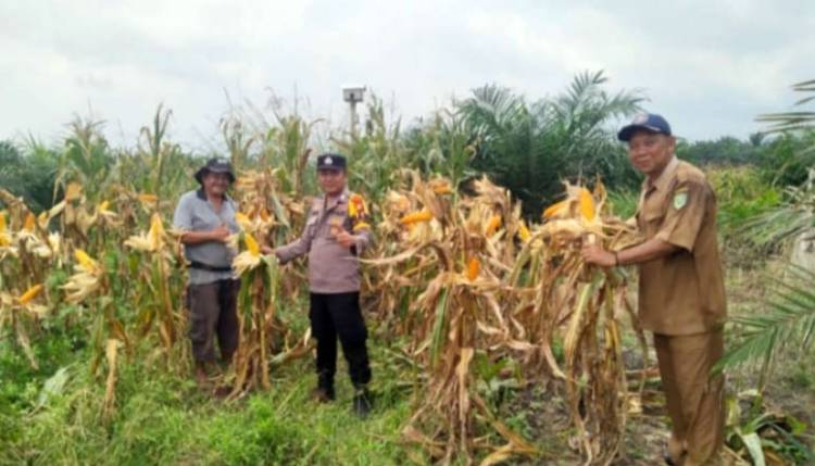 Polsek Kandis Lakukan Tahapan Penting Budidaya Tanaman Jagung di Wilayah Binaan