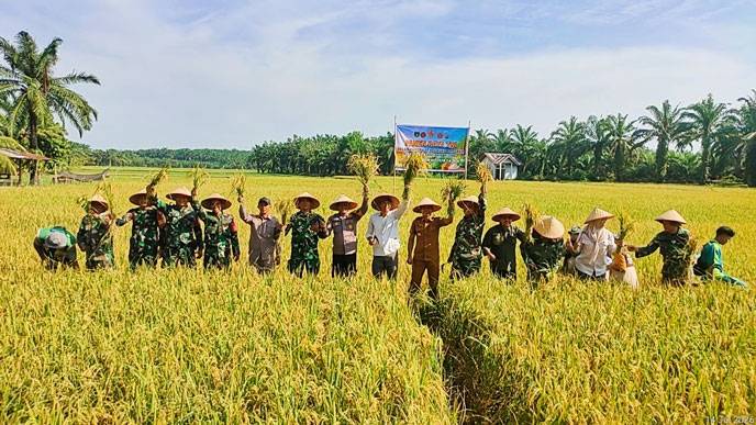 TNI Polri bersama Warga Panen Raya Padi di Desa Pasir Maju, Rambah