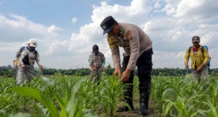Sinergi dengan Petani, Bhabinkamtibmas Polsek Kandis Rutin Tinjau Tanaman Jagung