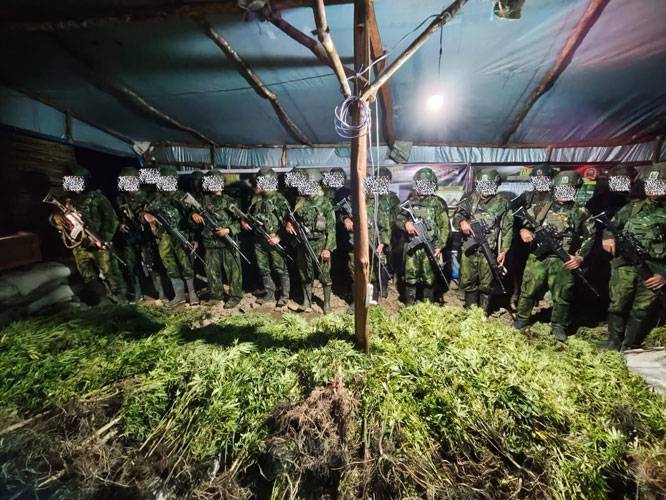 5.000 Batang Ganja Berhasil Diungkap Koops TNI Habema