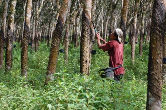 Harga Karet di Riau Naik