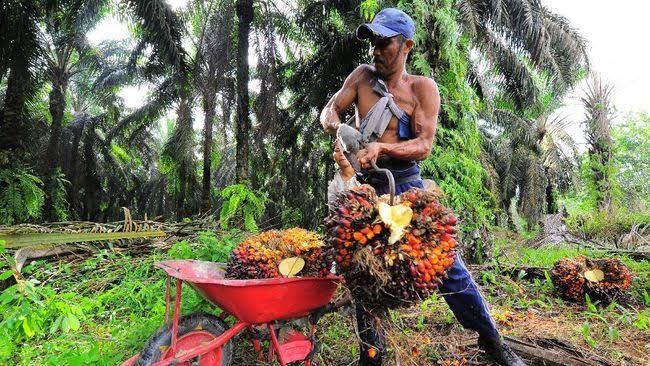 Harga Sawit di Riau Pekan Ini Turun Menjadi Rp2.782,78 per Kg