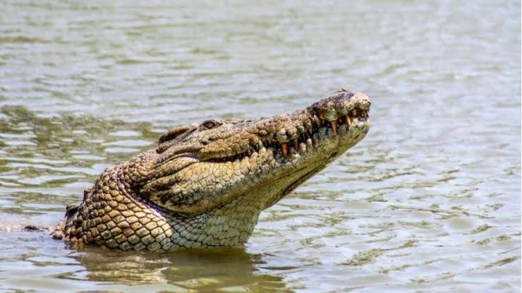 Masih Dijaga Buaya, Proses Evakuasi Jasad ABG yang Diterkam Buaya di Danau Tolire Terkendala