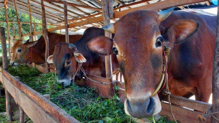 Sebanyak 1.488 Ekor Sapi di Provinsi Riau Berhasil Sembuh dari PMK