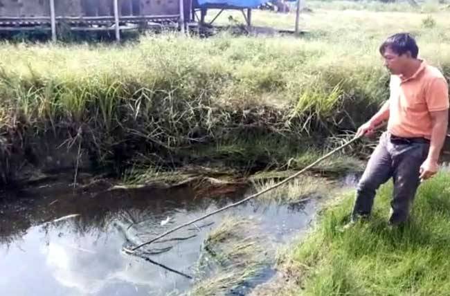 Oknum Warga Meracun Ikan, Kolam Petani Binaan Arara Abadi Tercemar