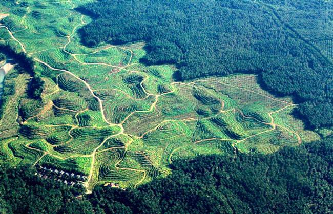 2.500 Desa Masuk Kawasan Hutan