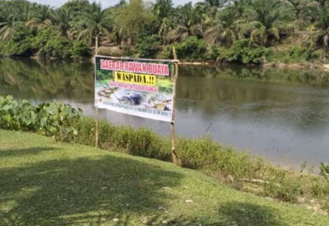 Buaya Senyulong Muncul di Sungai Subayang, BKSDA Riau Pasang Plang