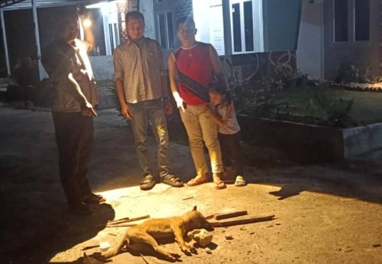 Anjing Liar Mengamuk, Empat Warga dan Seorang Balita di Tenayan Raya Digigit