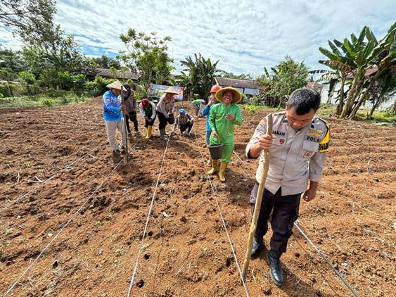 Wujudkan Ketahanan Pangan, Polsek Batang Cenaku Tanam Perdana Jagung Pipil di Petaling Jaya