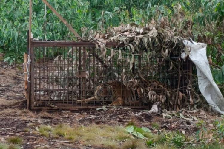 Harimau yang Diduga Serang Pekerja Akasia di Pelalawan Masuk Perangkap