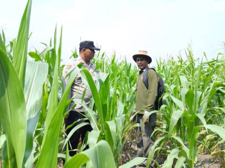 Ketahanan Pangan, Bhabinkamtibmas Polsek Kandis Turun Langsung Cek Jagung Petani Jambai Makmur