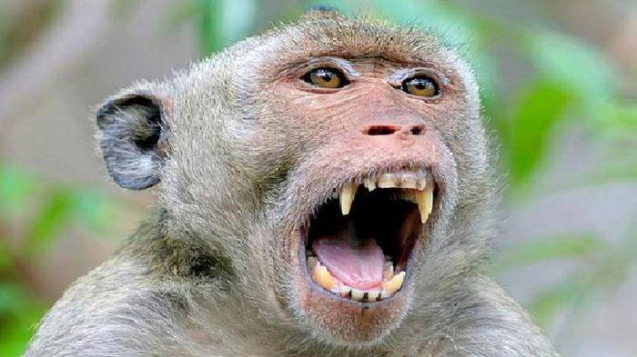 Monyet Liar Resahkan Warga Tembilahan, 6 Hari 10 Orang Jadi Korban