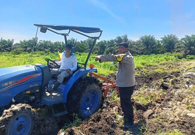 Penanaman Jagung Kuartal III Polsek Kandis, Memantau, Merawat dan Mendampingi Swasembada Pangan