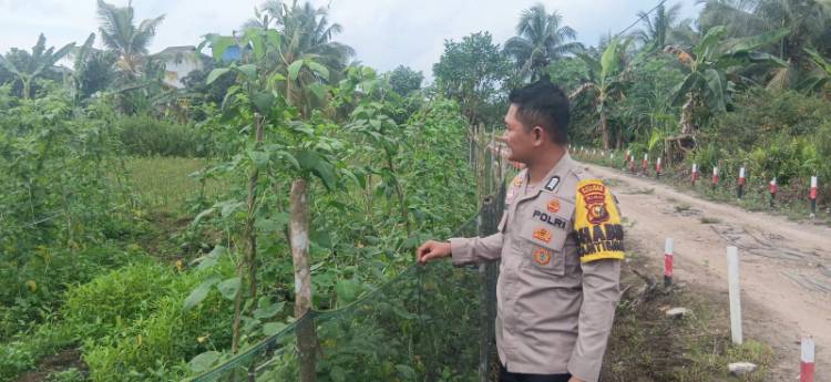 Ketahanan Pangan, Bhabinkamtibmas Tinjau Lahan Perkebunan di Wilayah Binaan Polsek Teluk Meranti