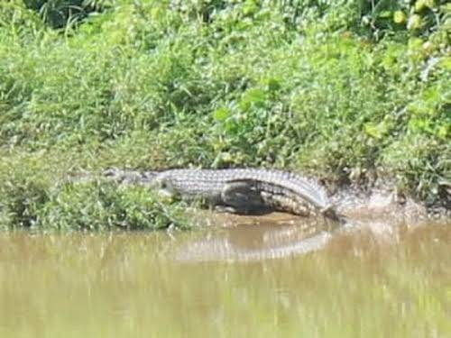 Buaya Sungai Sendewo Terkam Warga Renak Dungun Meranti
