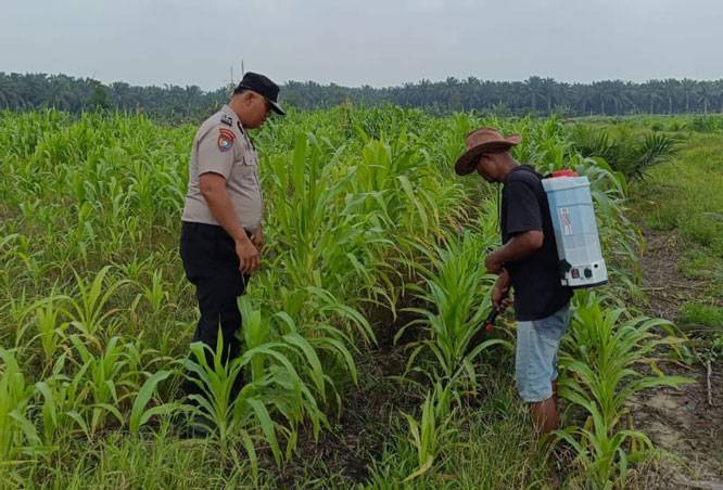 Polsek Kandis Dampingi Petani, Merawat Tanaman Jagung untuk Ketahanan Pangan