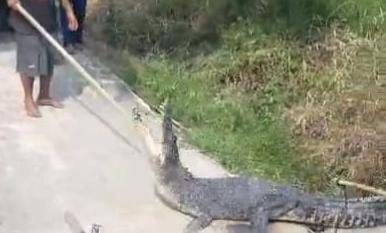Naik ke Darat, Buaya di Desa Undan Inhil Mengamuk dan Kejar Warga