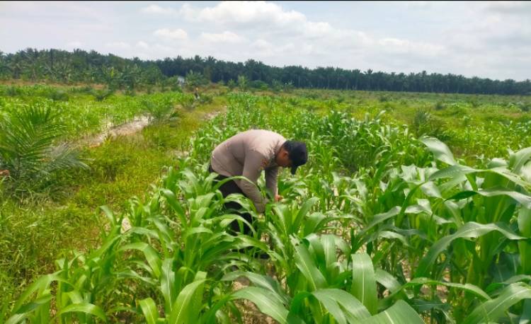 Polsek Kandis dan Petani Bersama Merawat Tanaman Jagung  agar Tumbuh Subur