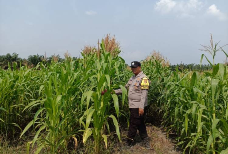 Ketahanan Pangan di Kandis Terus Berkembang Melalui Semangat Kolaborasi Petani