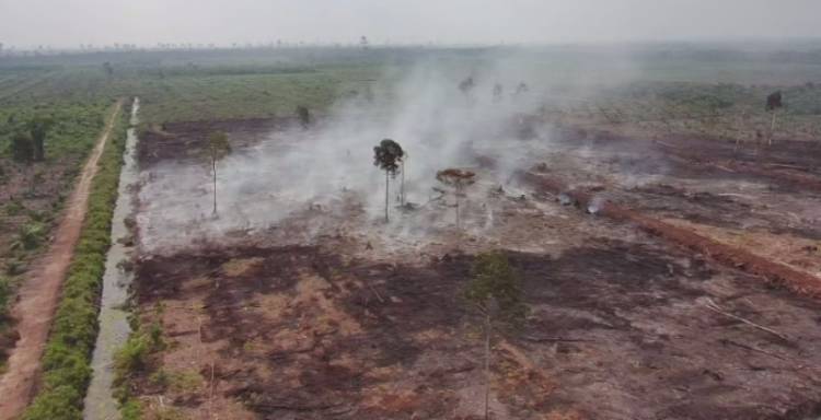 Polda Riau Tetapkan Dua Tersangka Terkait Kebakaran Lahan di Area HGU PT.TKWL Bengkalis