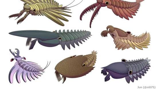 Titanokorys Gainesi, Fosil 'Raksasa' Berusia 500 Juta Tahun yang Ditemukan di Kanada