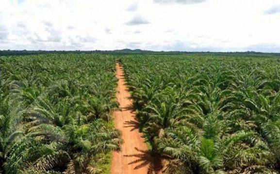 Dukungan Moratorium Sawit Penting Diperpanjang dan Diperkuat