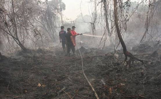 Karhutla Tahun Ini Lebih Parah Daripada Tahun Lalu, Seluruh Pihak Harus Bergerak