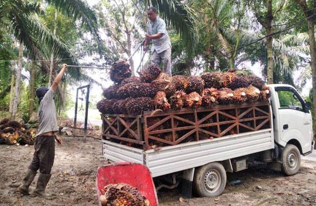 Riau Penerima Terbesar DBH Sawit Rp83,13 Miliar