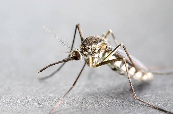 Malaria di Rohil Tembus 1.660 Kasus, Pemkab Didorong Tetapkan Status Darurat