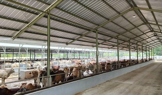 Sejahteraan Petani, Pemkab Blora dan Arie Triyono Sinergikan Peternakan Terintegrasi